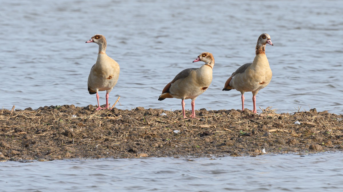 Egyptian Goose - ML645062176