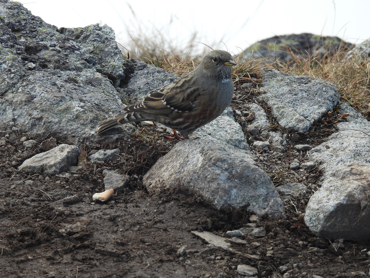 Alpine Accentor - ML645062178