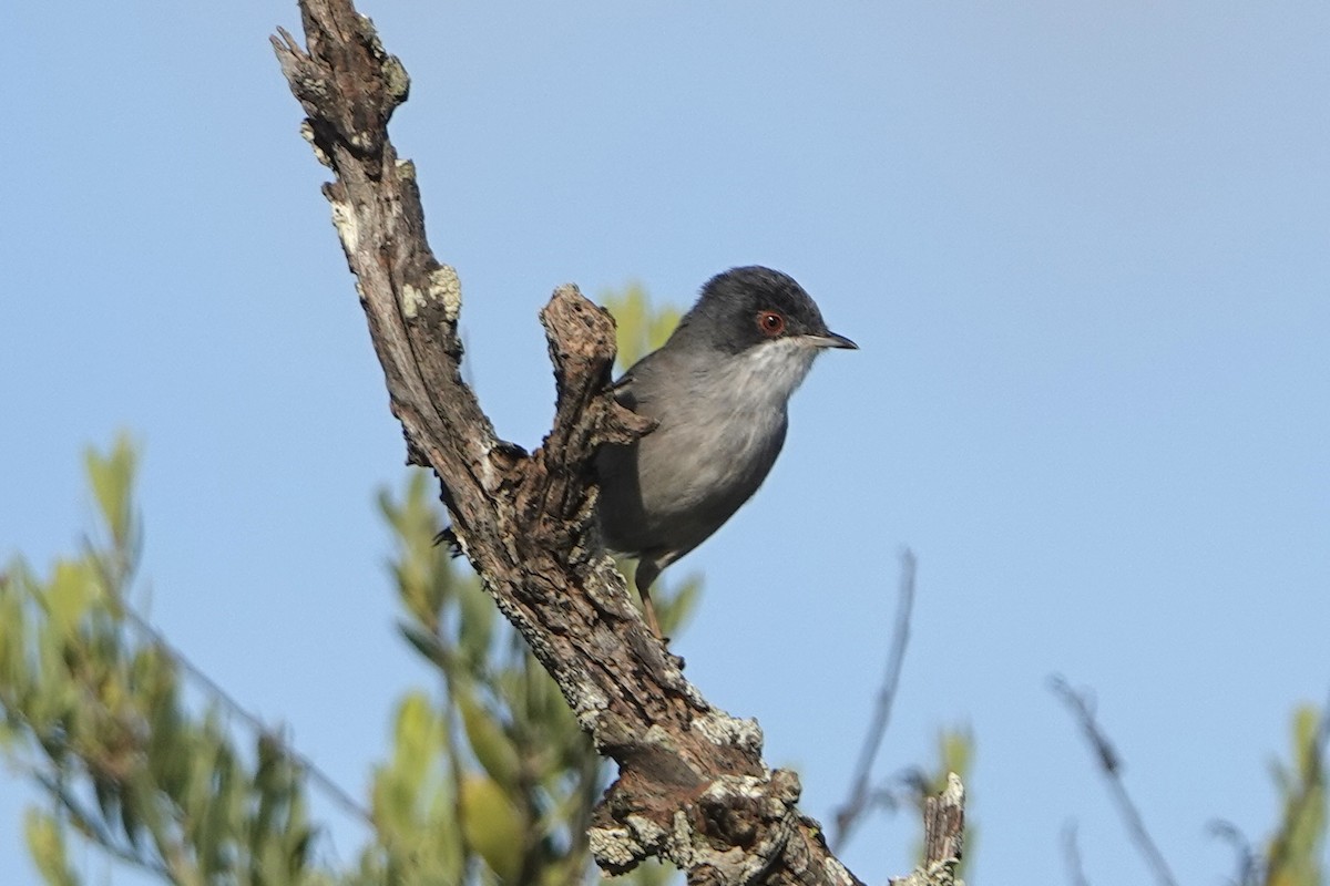 Sardinian Warbler - ML645062179
