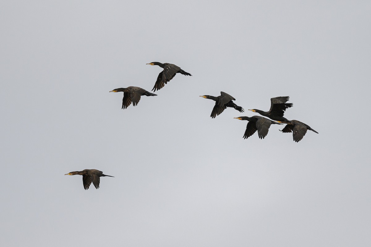 Great Cormorant - ML645062180