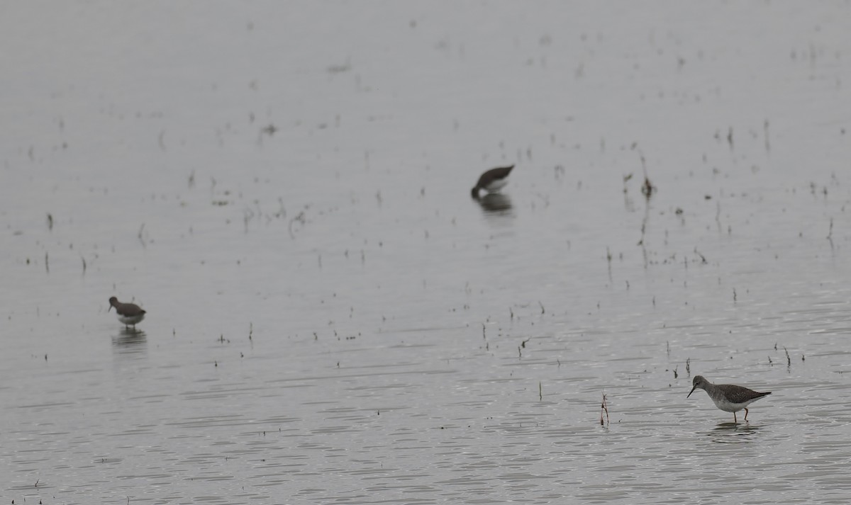 Lesser Yellowlegs - ML645062186