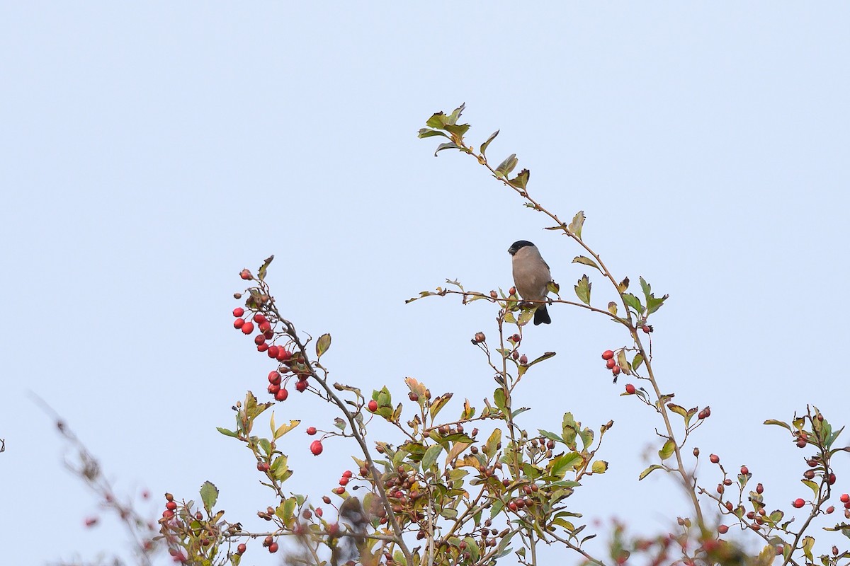 Eurasian Bullfinch - ML645062187