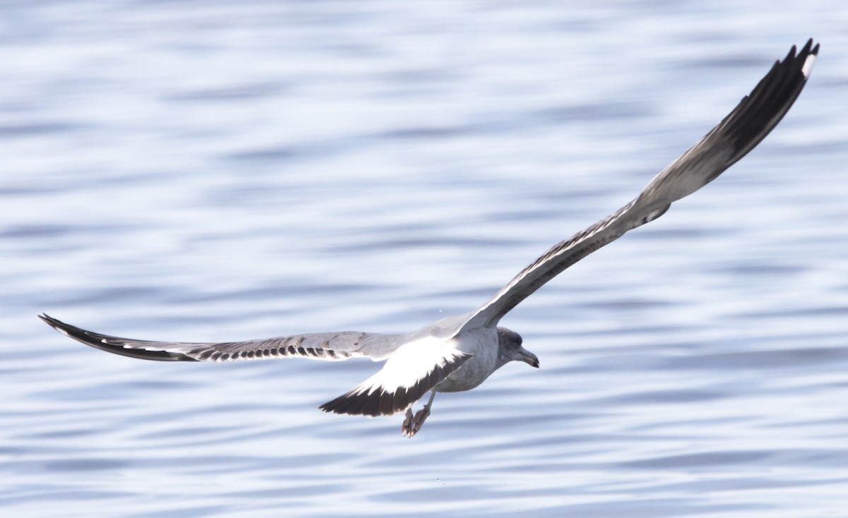 gull sp. - ML645062191