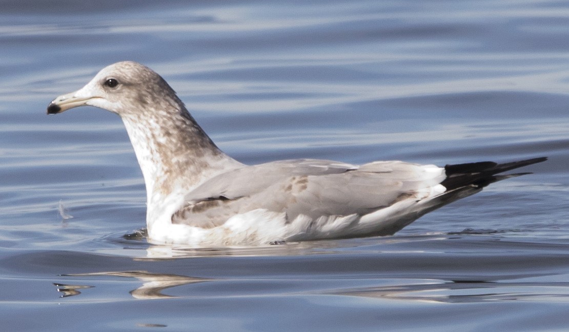 gull sp. - ML645062194