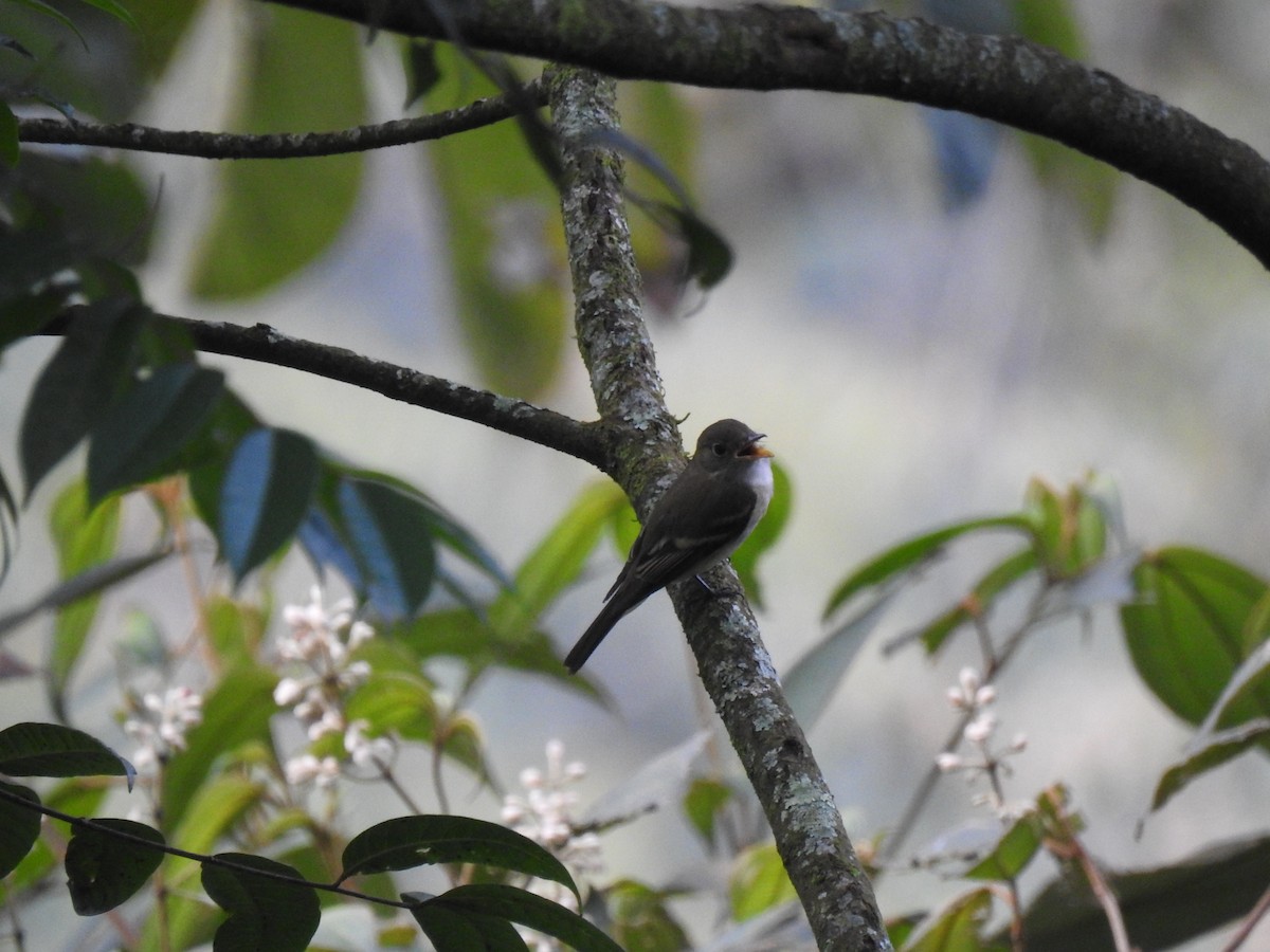Acadian Flycatcher - ML645062195