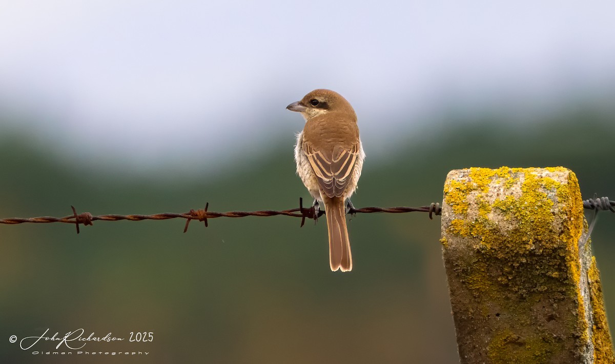 Brown Shrike - ML645062196