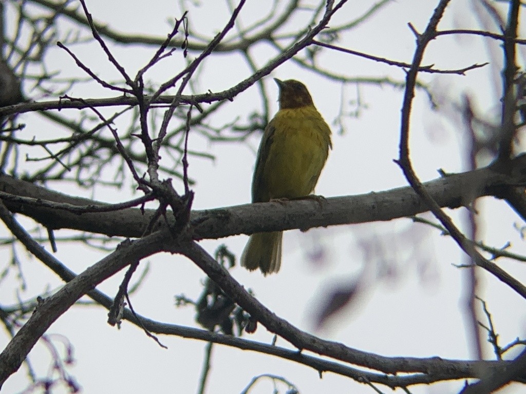 Paruline des mangroves - ML645062199