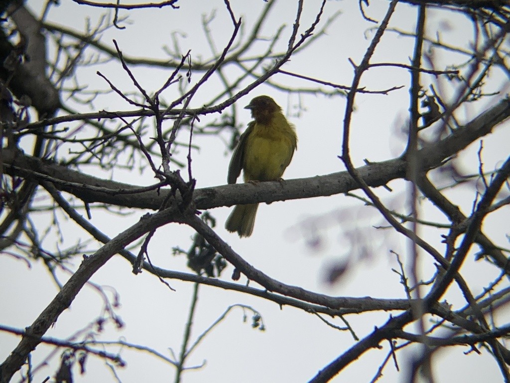 Paruline des mangroves - ML645062200