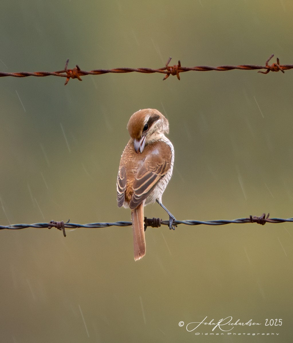Brown Shrike - ML645062209