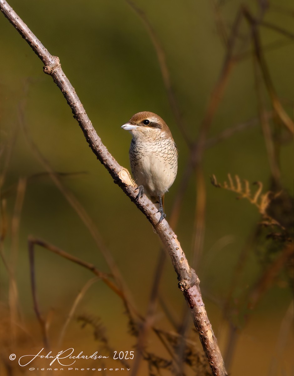 Brown Shrike - ML645062237