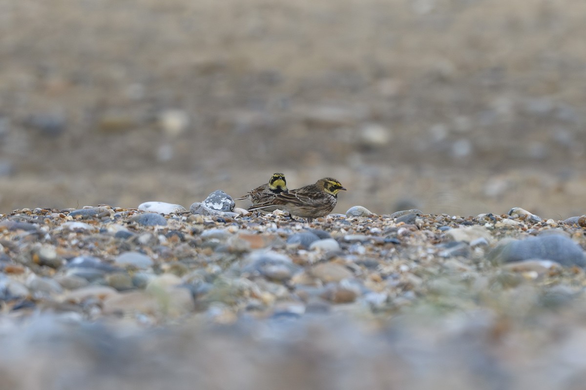 Horned Lark - ML645062253