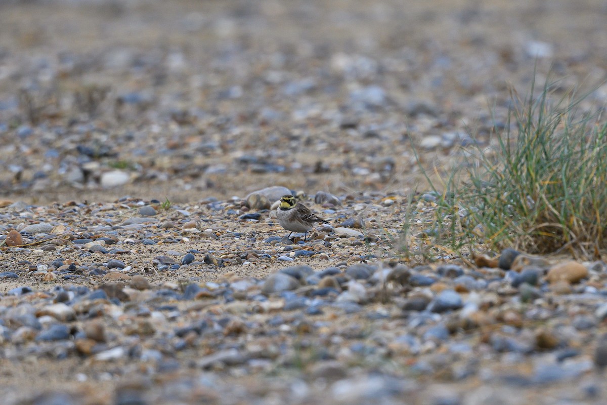 Horned Lark - ML645062254