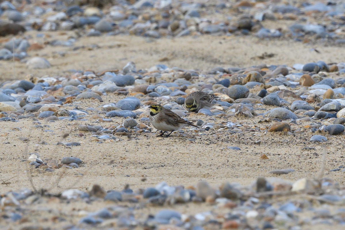 Horned Lark - ML645062255