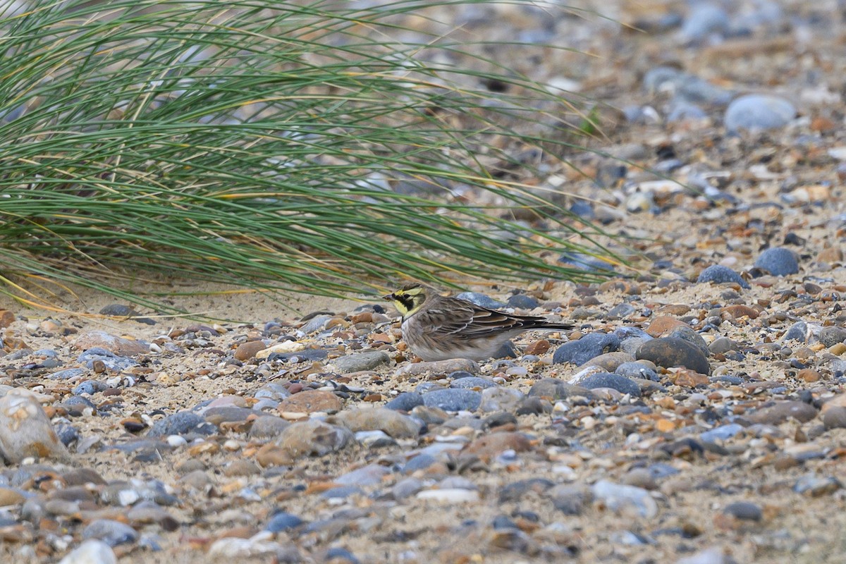 Horned Lark - ML645062256