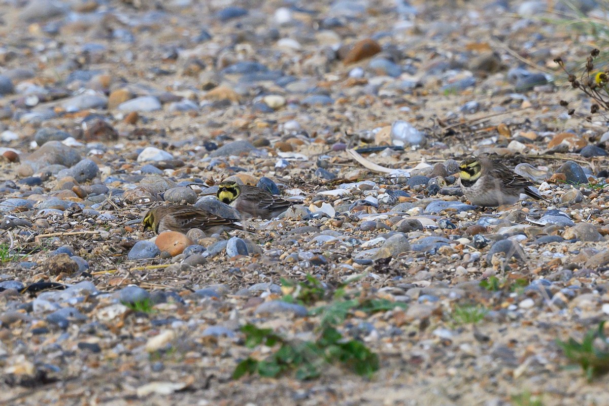 Horned Lark - ML645062257