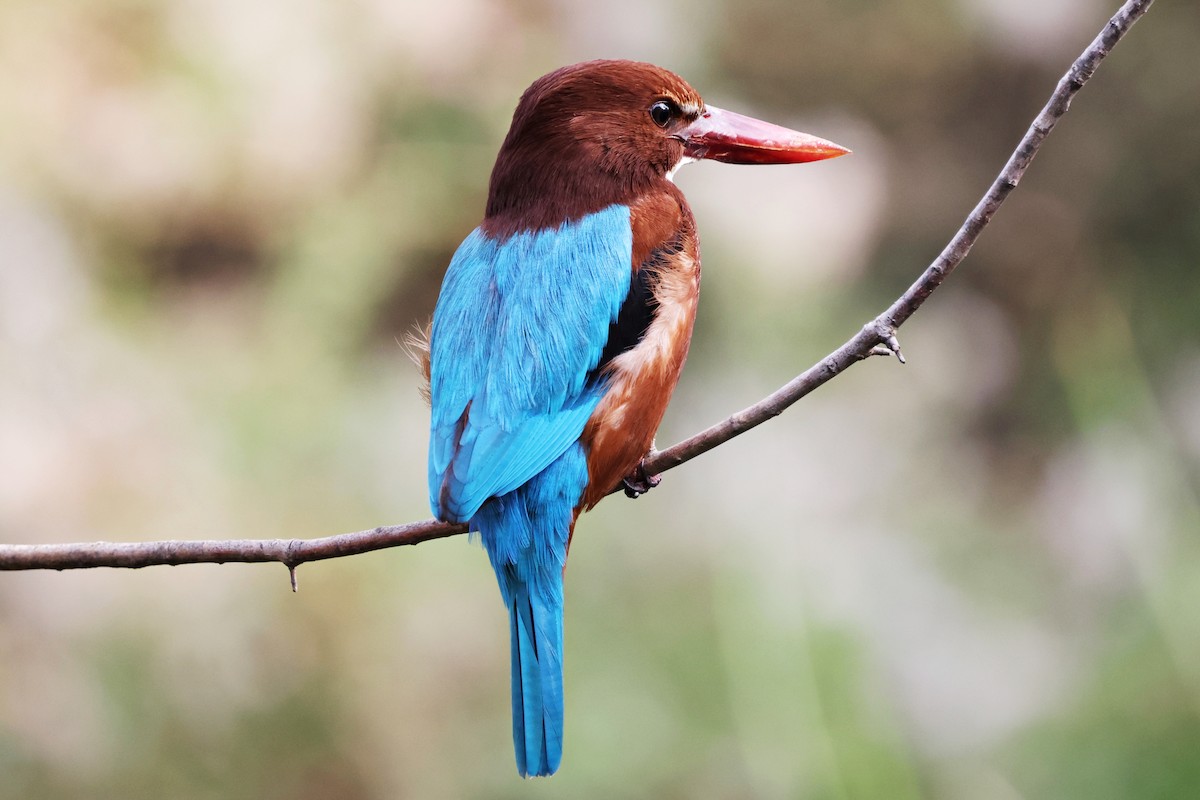 蒼翡翠 - ML645062258