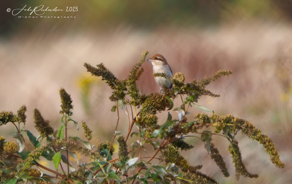 Brown Shrike - ML645062267