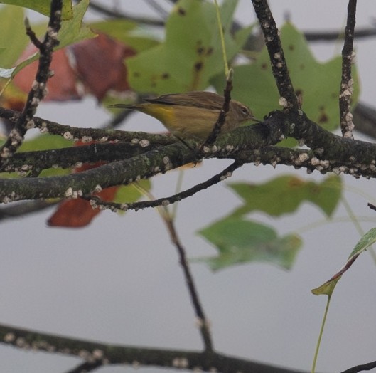 Palm Warbler - ML645062273