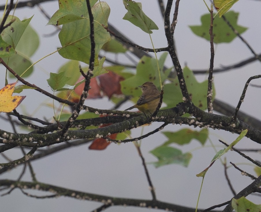 Palm Warbler - ML645062274