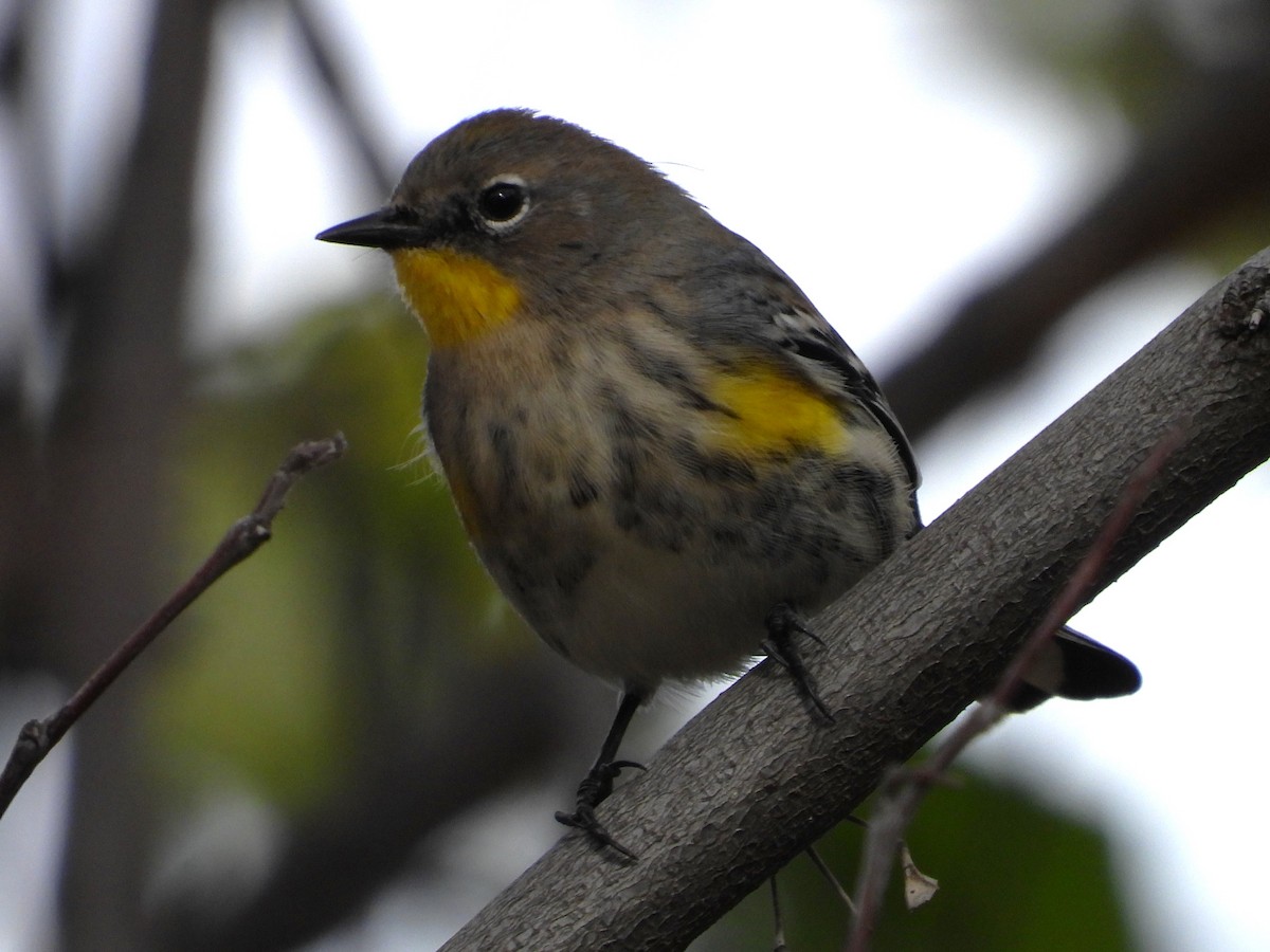 Yellow-rumped Warbler - ML645062276