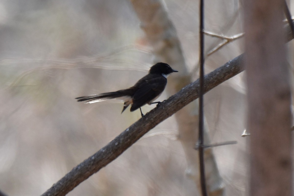 Malaysian Pied-Fantail - ML645062279
