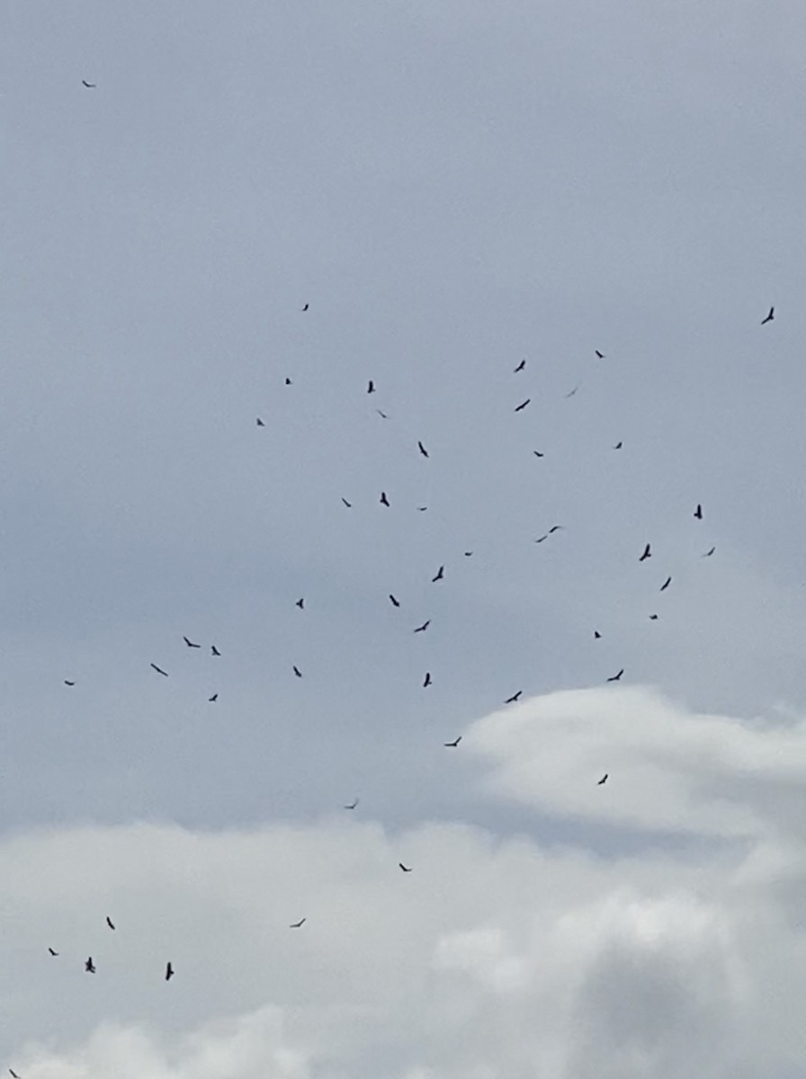 ヒメコンドル - ML645062282