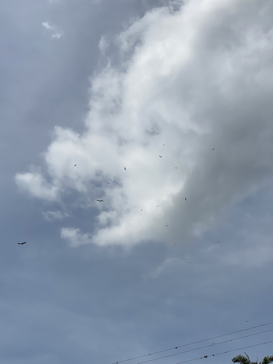 ヒメコンドル - ML645062283