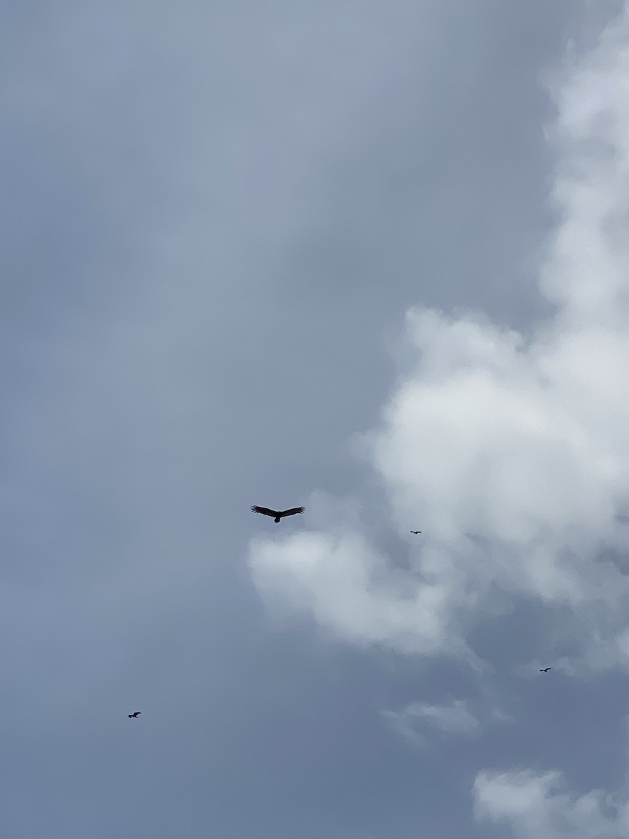 ヒメコンドル - ML645062286