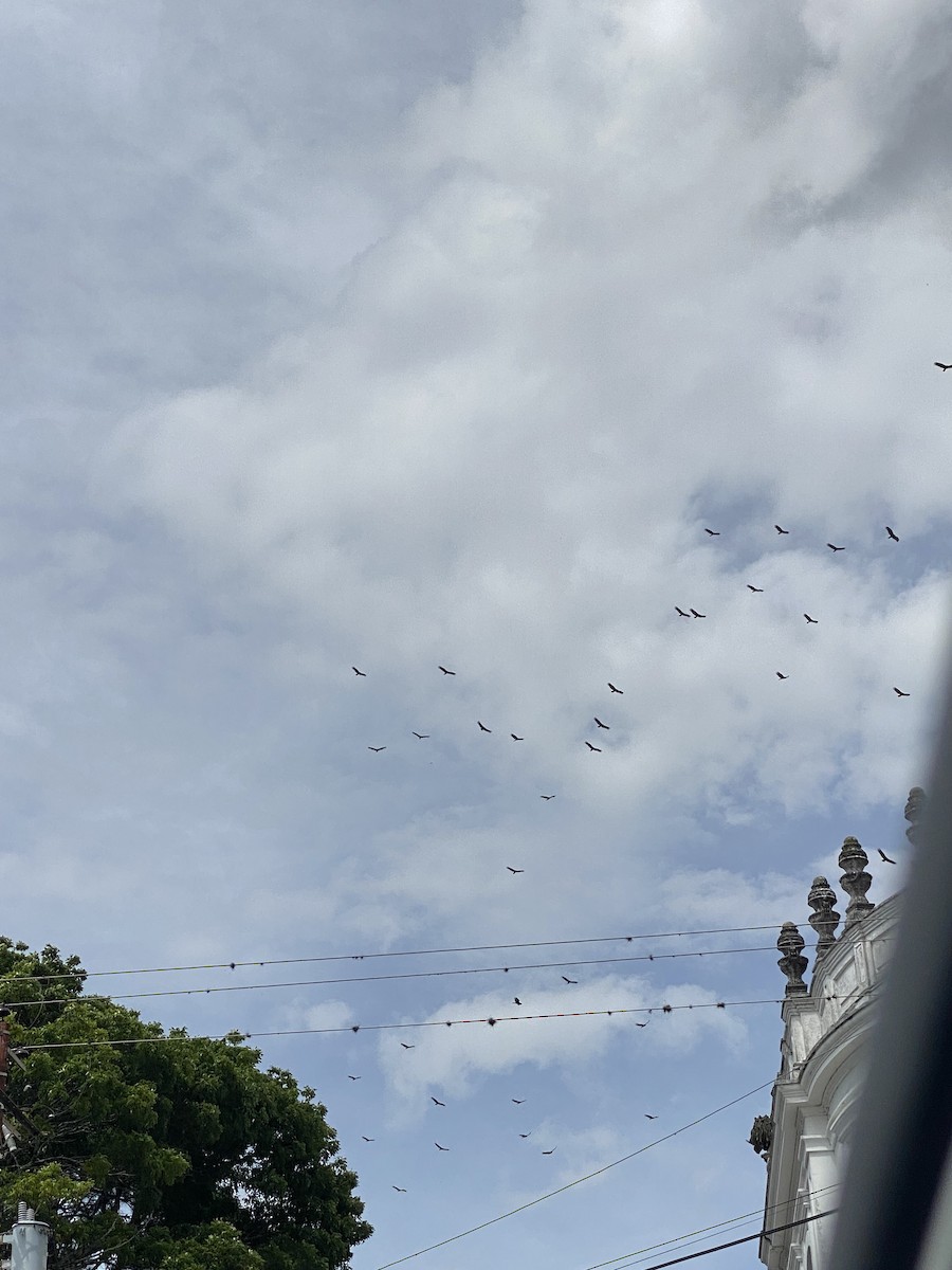 ヒメコンドル - ML645062287