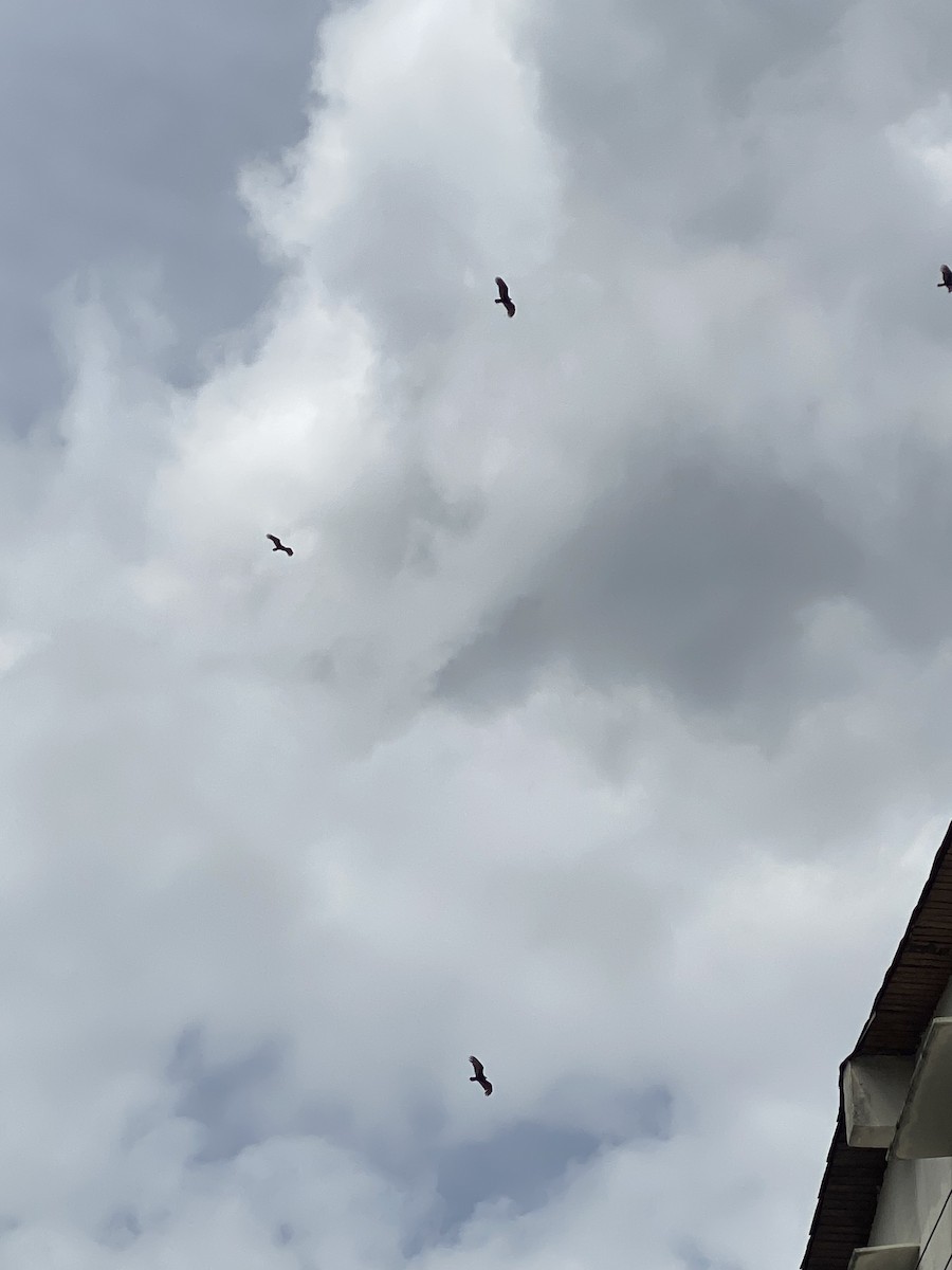 ヒメコンドル - ML645062288