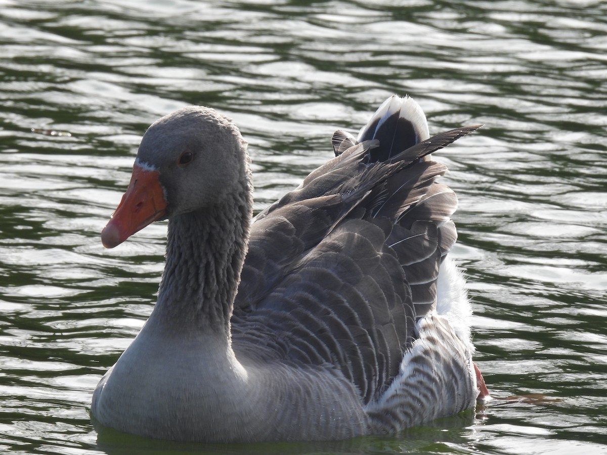 Graylag Goose - ML645062308