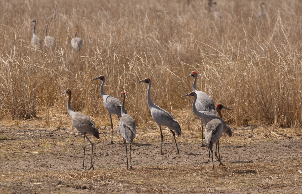 Brolga - ML645062309
