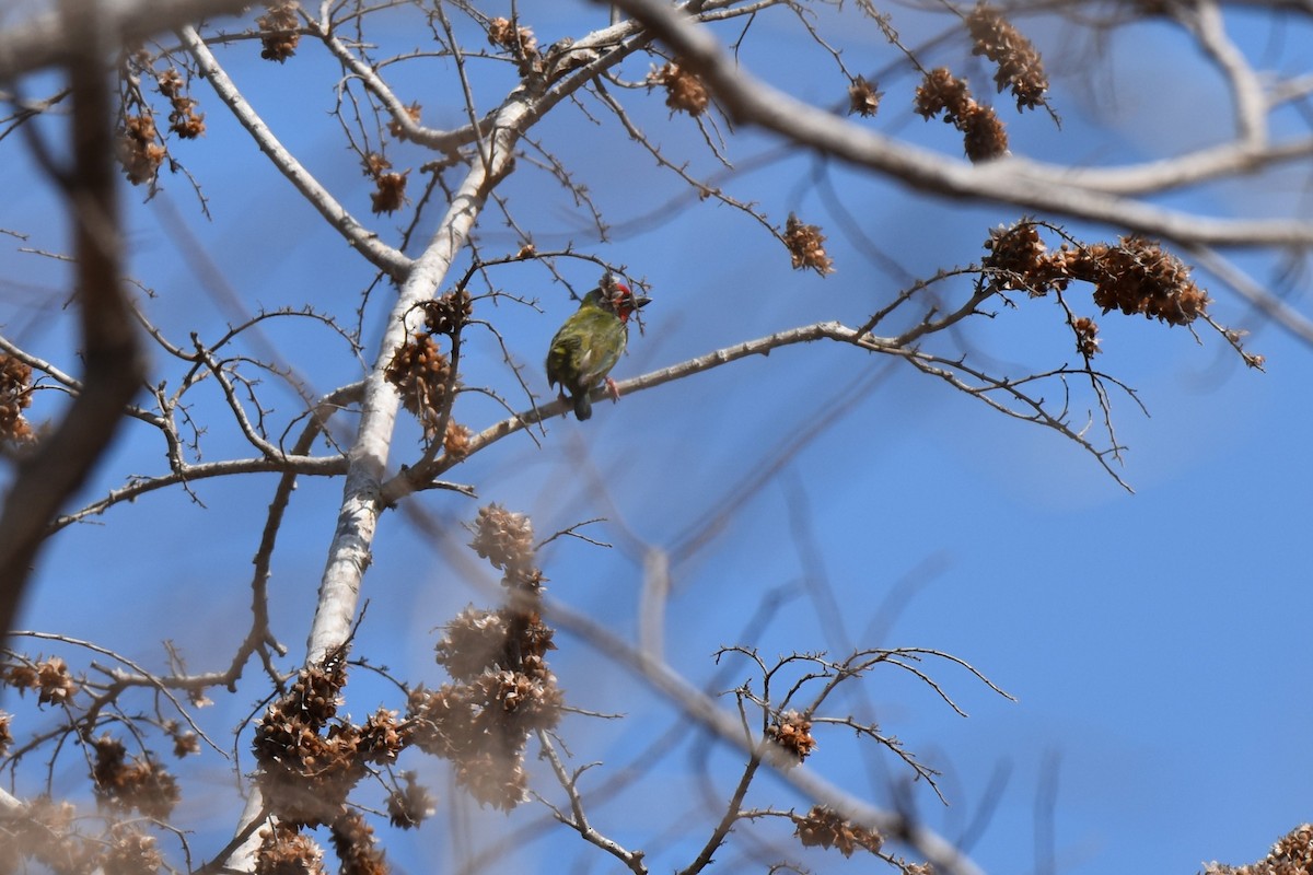 Coppersmith Barbet - ML645062315