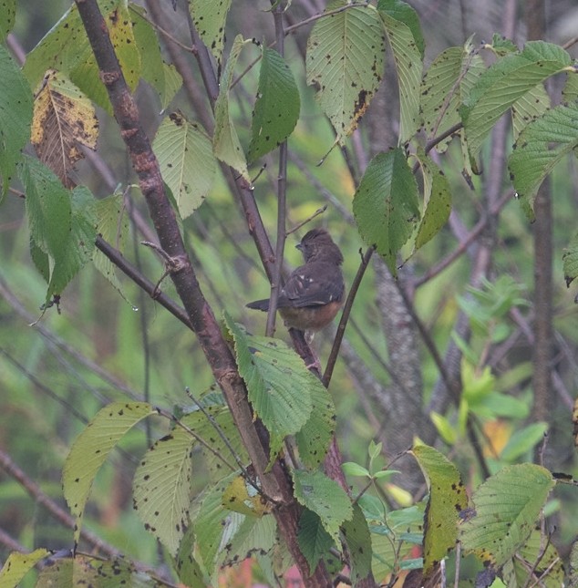 Eastern Towhee - ML645062316