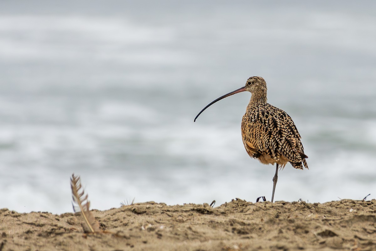 Long-billed Curlew - ML645062328