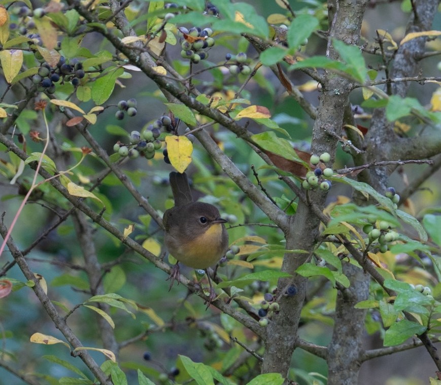 Common Yellowthroat - ML645062331