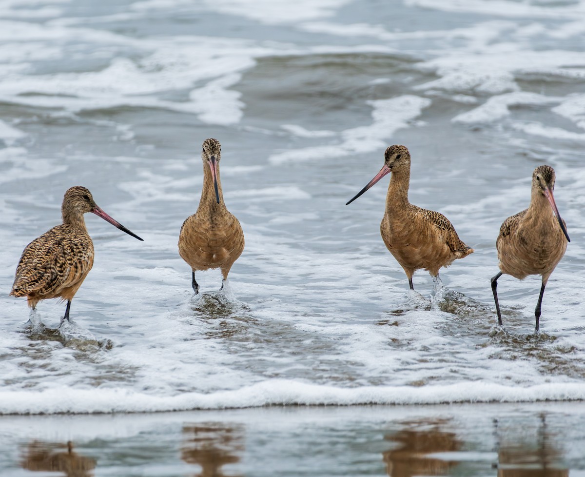 Marbled Godwit - ML645062333