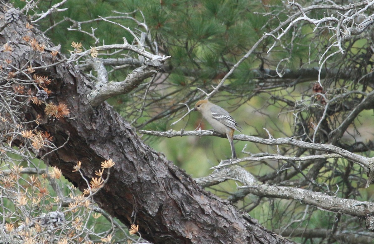 hýl křivčí - ML645062349