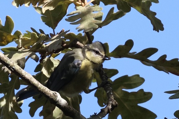 Eurasian Blue Tit - ML645062360