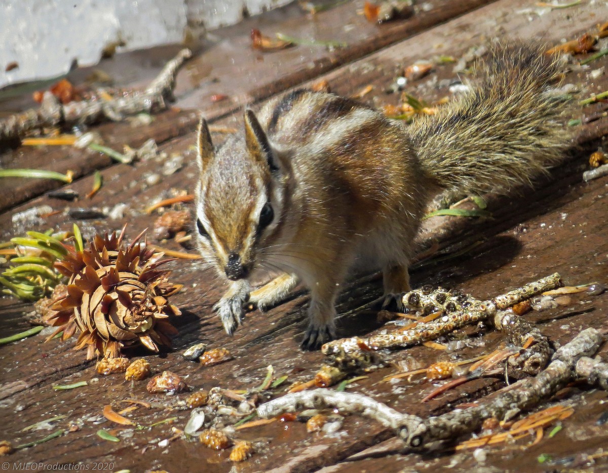 Colorado Chipmunk - ML645062363