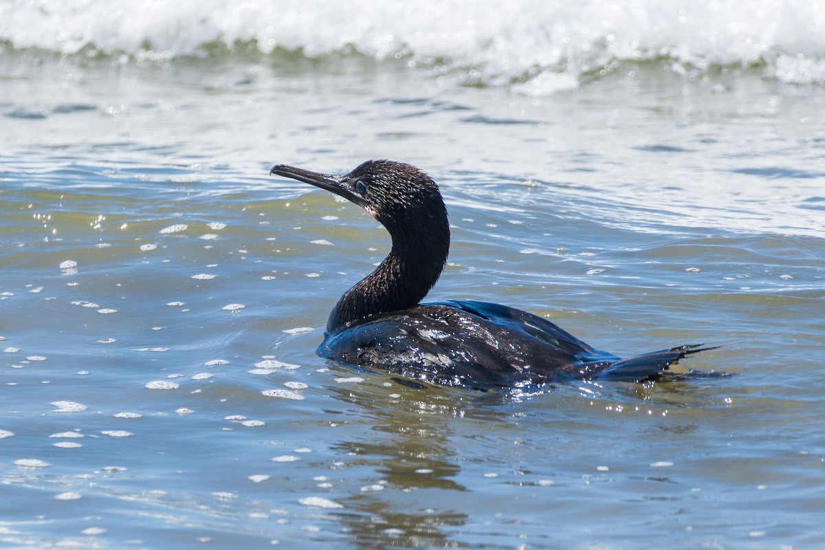 Brandt's Cormorant - ML645062366