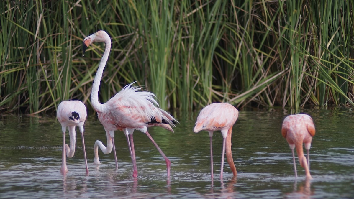 American Flamingo - ML645062369