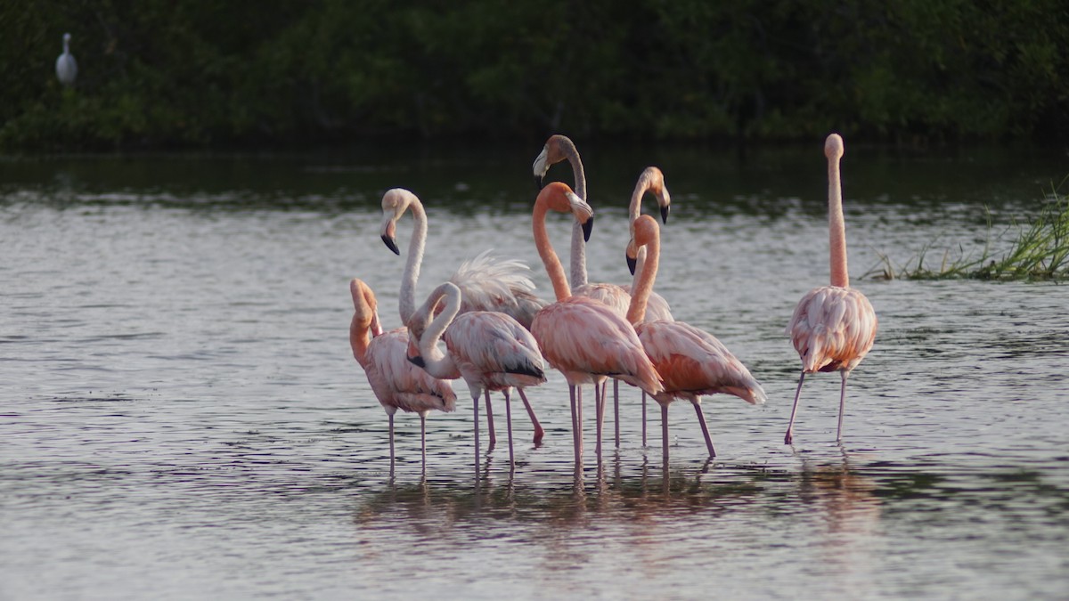American Flamingo - ML645062370