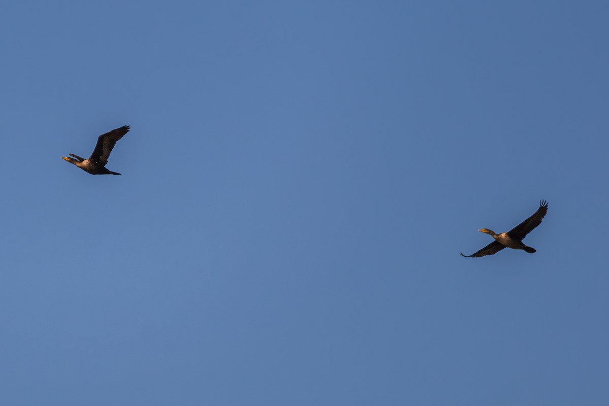 Double-crested Cormorant - ML645062376