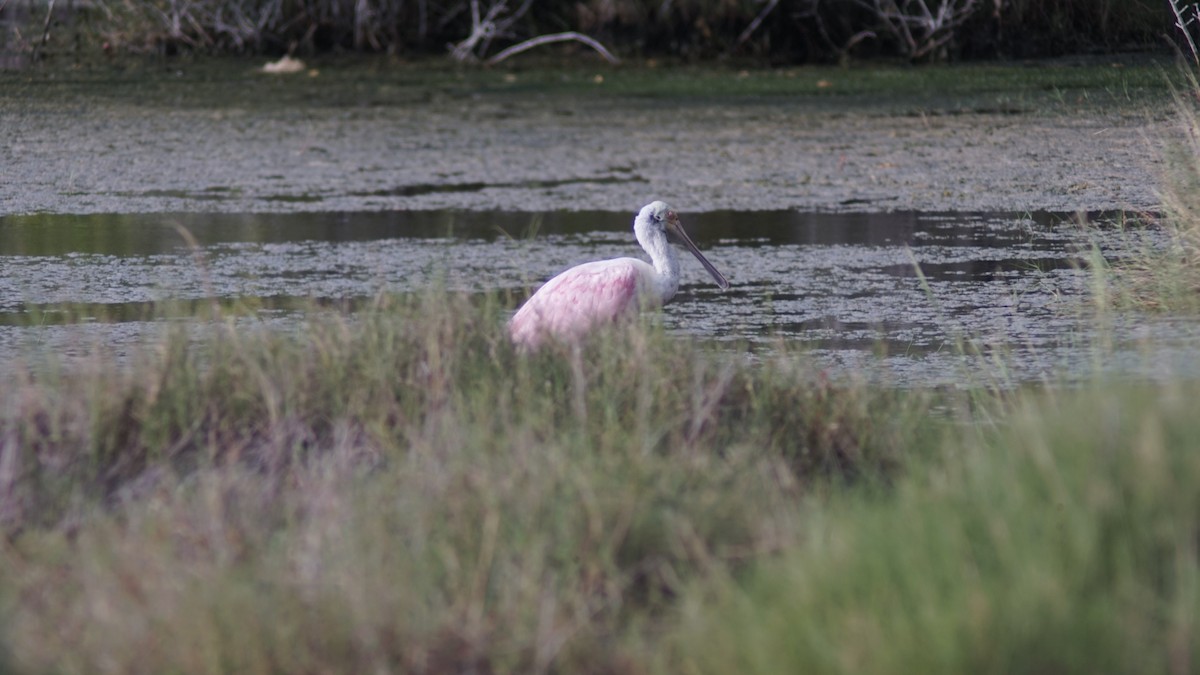 Roseate Spoonbill - ML645062387