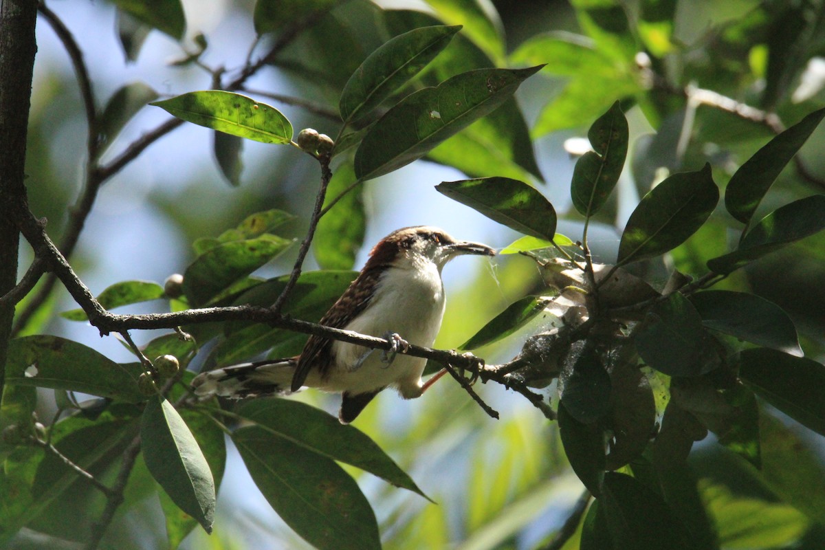 Rufous-backed Wren - ML645062401