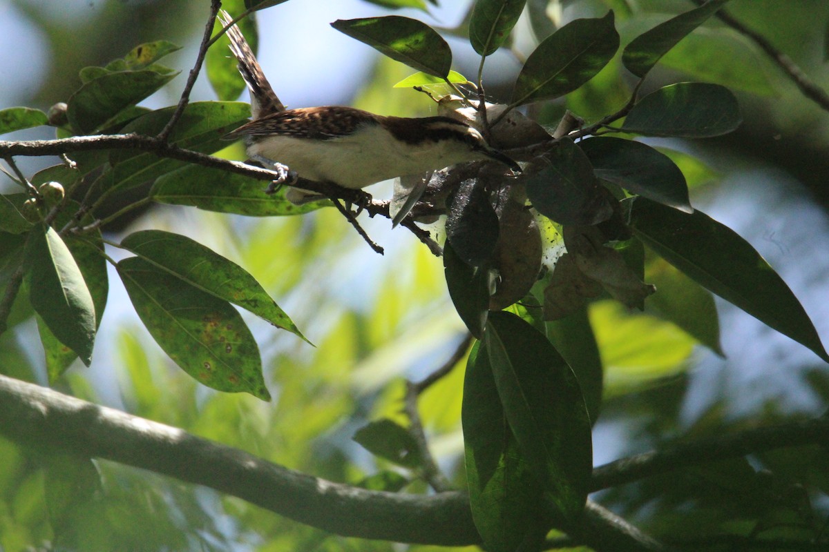 Rufous-backed Wren - ML645062402