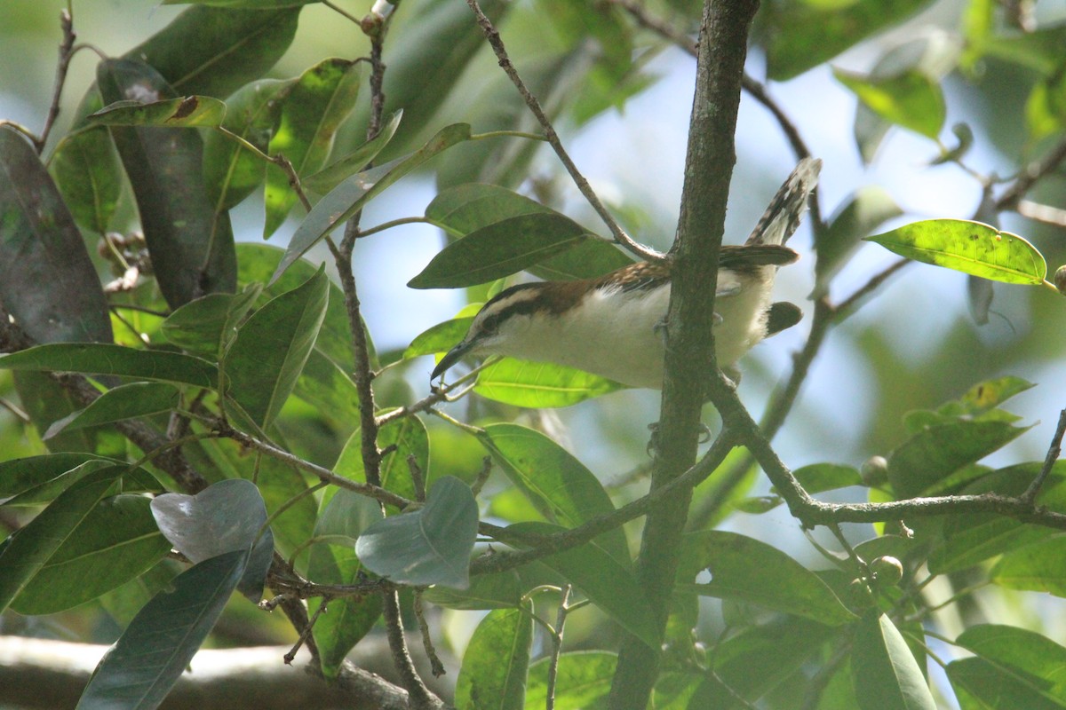 Rufous-backed Wren - ML645062403