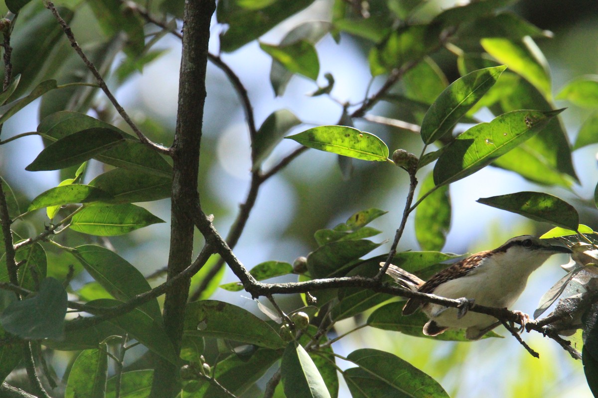 Rufous-backed Wren - ML645062404