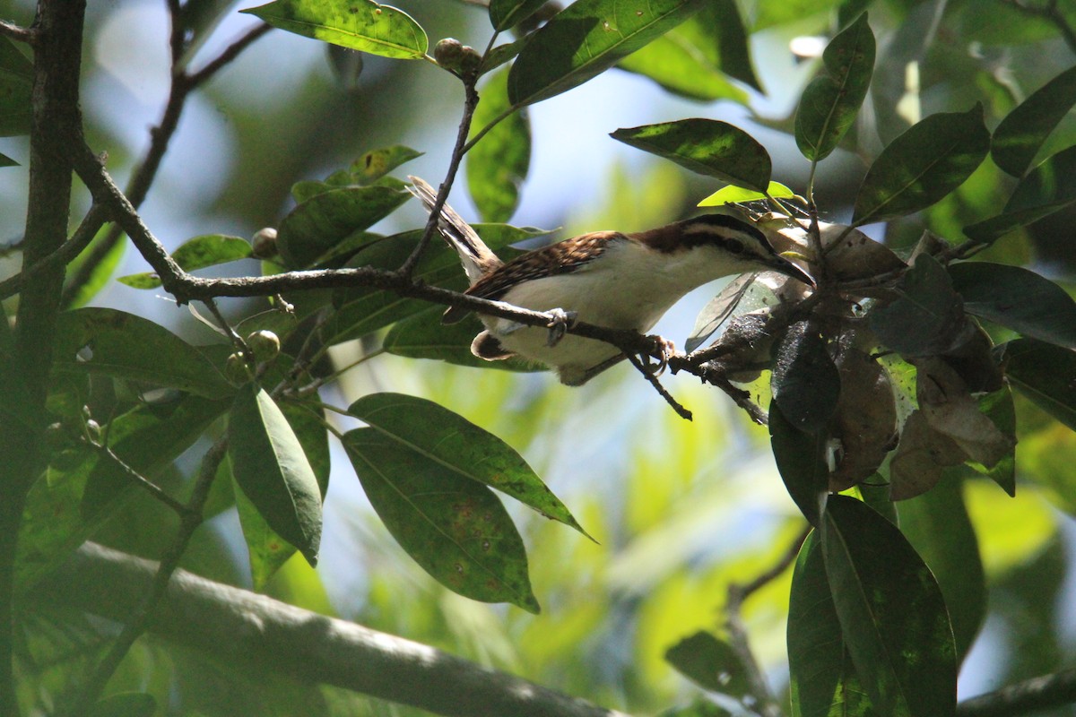 Rufous-backed Wren - ML645062405